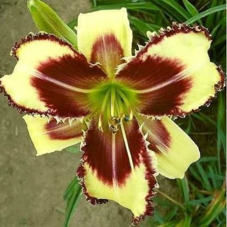 Hemerocallis 'Dimensional Shift'