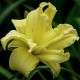 Hemerocallis 'Double River Wye'