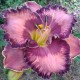 Hemerocallis 'Dual Treasure'