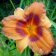 Hemerocallis 'Duke of Durham'
