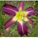 Hemerocallis 'Edge of Chaos'