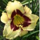 Hemerocallis 'El Desperado'