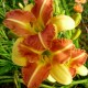 Hemerocallis 'Emy's Breakfast'