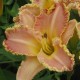 Hemerocallis 'Enchanted April'