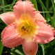 Hemerocallis 'Chamonix'