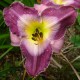 Hemerocallis 'Court Magician'