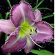 Hemerocallis 'Ada May Music'