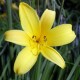 Hemerocallis thunbergii