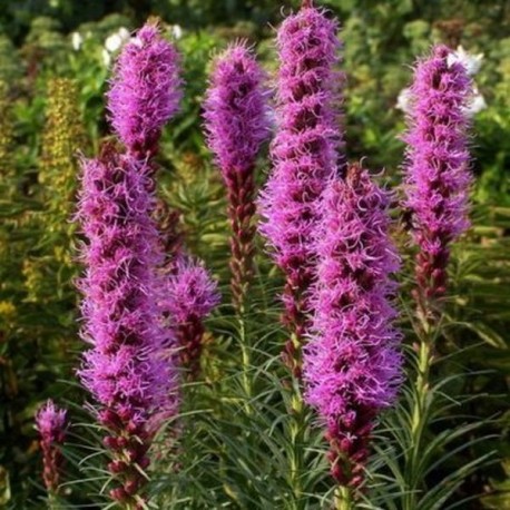 Liatris spicata