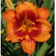 Hemerocallis 'Tigger'