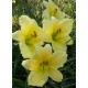 Hemerocallis 'Big Time Happy'