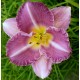 Hemerocallis 'Entrapment'