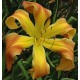 Hemerocallis 'Ginger Twist'