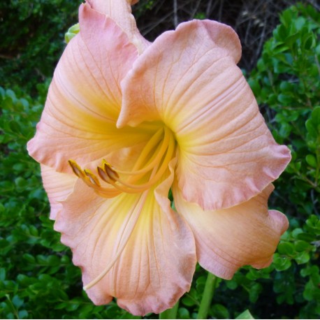 Hemerocallis 'Glowing Bouquet'