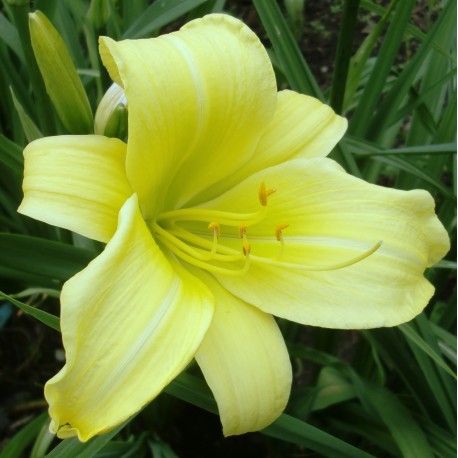 Hemerocallis 'Green Valley'