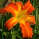 Hemerocallis 'Heavenly Orange Blaze'