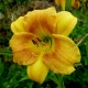 Hemerocallis 'Crème Brulée'