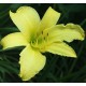 Hemerocallis 'Hyperion'