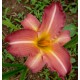 Hemerocallis 'Jamaican Sunset'