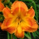 Hemerocallis 'Jambalaya'