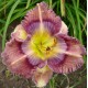 Hemerocallis 'Cosmic Kaleidoscope'