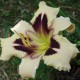 Hemerocallis 'Celebration of Angels'