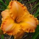 Hemerocallis 'Annick Verhaert'