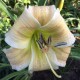 Hemerocallis 'Little Mucha Minto'