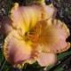 Hemerocallis 'Mandarine Seas'