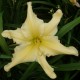 Hemerocallis 'Mynelle's Starfish'