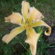 Hemerocallis 'Jan's Twister