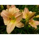 Hemerocallis 'Yasmin'