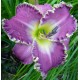 Hemerocallis 'Frank's Star of Bethlehem'