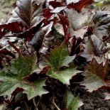 Ligularia 'Osiris Café Noir'