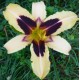 Hemerocallis 'Wild Horses'