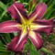 Hemerocallis 'Sylvie Blondeel'