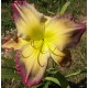 Hemerocallis 'Pigment of Imagination'