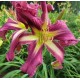 Hemerocallis 'Purple Penguin'