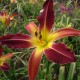 Hemerocallis 'Red Suspenders'