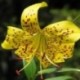 Lilium lancifolium var flaviflorum
