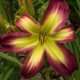 Hemerocallis 'Rose F Kennedy'