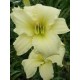 Hemerocallis 'So Lovely'