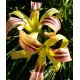 Hemerocallis 'Tennessee Flycatcher'