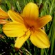 Hemerocallis 'Thumbellina'