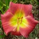 Hemerocallis 'Spits Cai Fan'