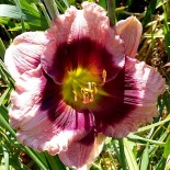 Hemerocallis 'Purple Eyed Magic'