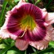 Hemerocallis 'Purple Eyed Magic'