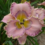 Hemerocallis 'O-So-Jackie-O'