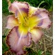 Hemerocallis 'O-So-Jackie-O'