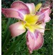 Hemerocallis 'Bird Talk'